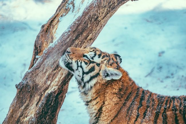 属蛇男爱上属虎女，女虎男蛇是结婚的大忌