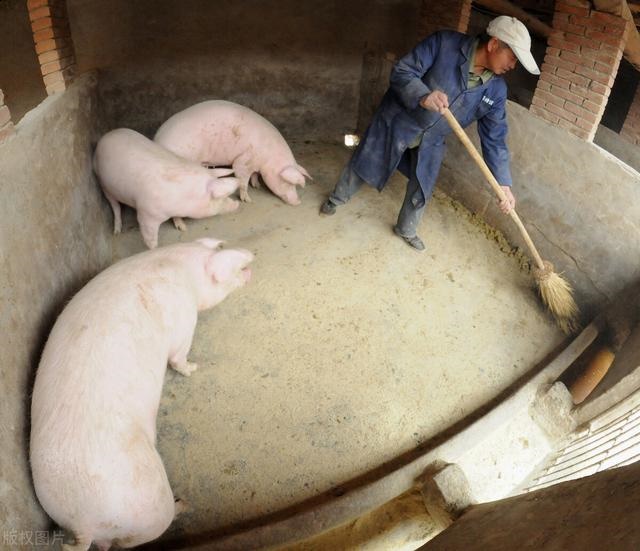 猪和龙在一起对谁不利，两个猪生肖在一起