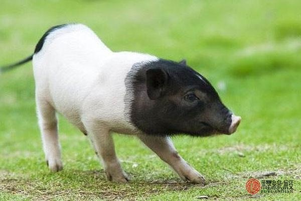 995年属猪男的更佳配偶属相,男猪1995女牛1997婚配"