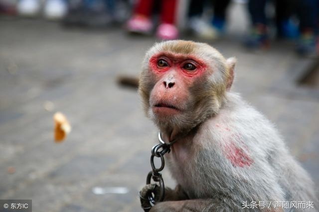 属猪的是哪年出生的，各年份猪都是什么命