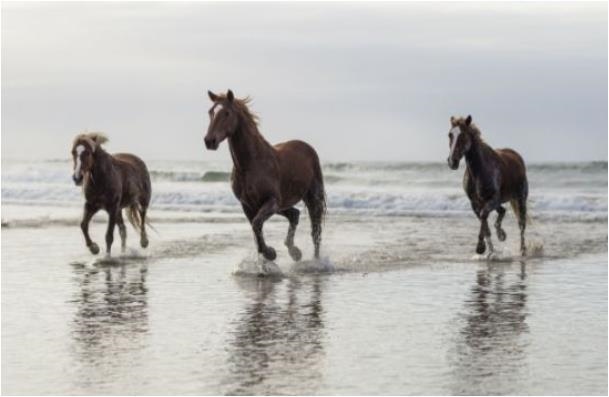 966年属马的是什么命，1966年属马2022年运势"