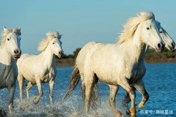 看看属马人今年的运气怎么样，1978年属马44岁运势