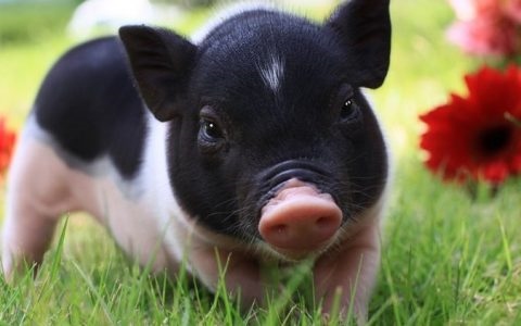 988年属龙婚姻更佳配偶猪，88年龙男2022年运势及运程"