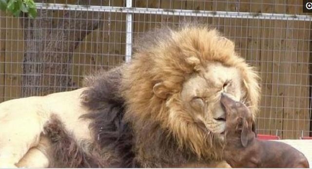 老虎的对头是什么动物,老虎的天敌是什么动物