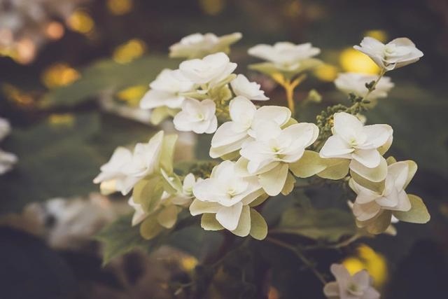 022属猪的全年运势,2022属鸡的全年运势"