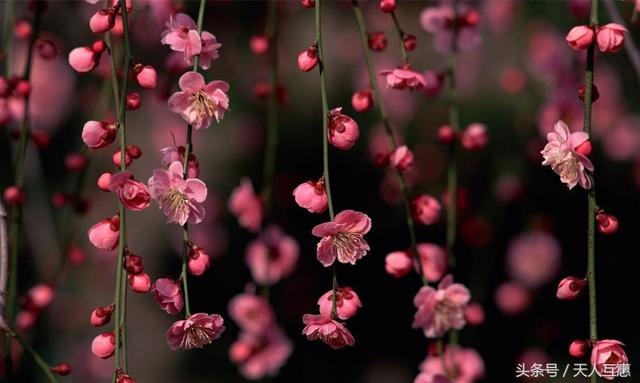 3年属鸡的桃花方位在哪里，2022