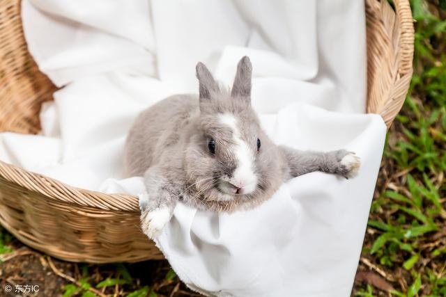 5年属兔的明年运气好不好，75年属兔那年会发财"