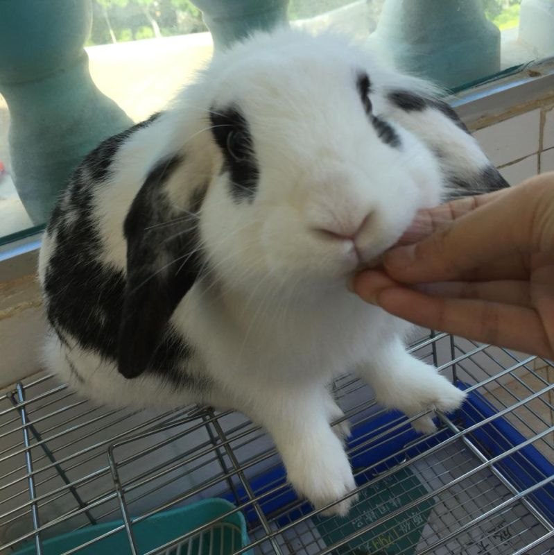 今年的兔多少岁，今年属鼠的多少岁