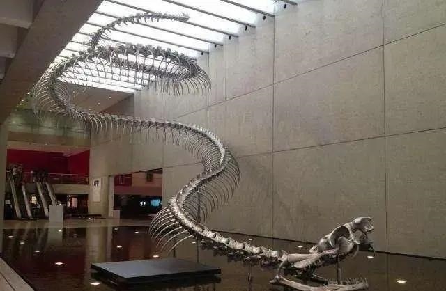 八月蛇的命运如何，龙害兔还是兔害龙