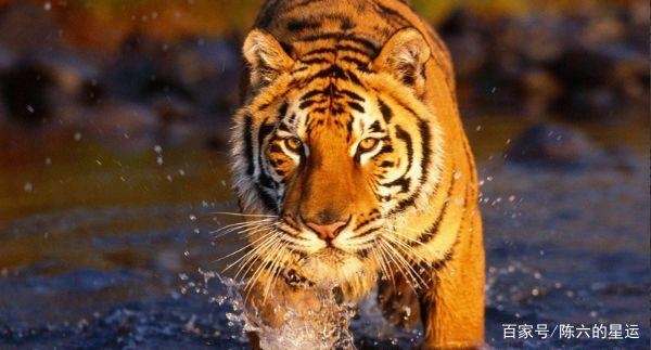 属虎的最忌讳哪个月出生,属虎的几点出生凶