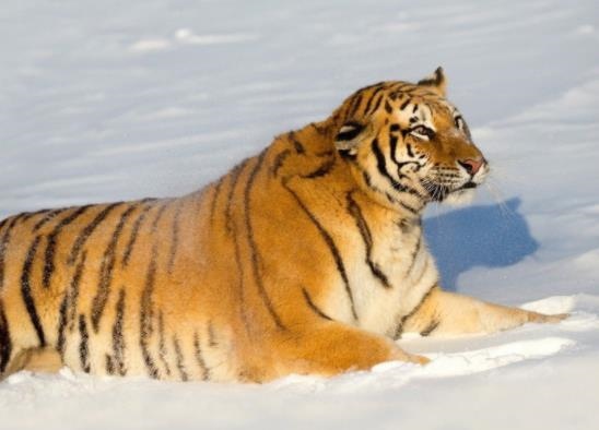 022年19岁属什么，2022年cfa最新考纲"