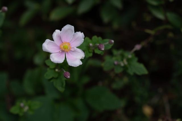 022年运势最衰的生肖，2022年烂桃花旺的生肖兔"