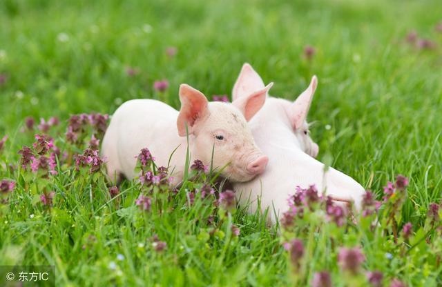 5年属猪的28岁大灾大难，属相婚姻配对"