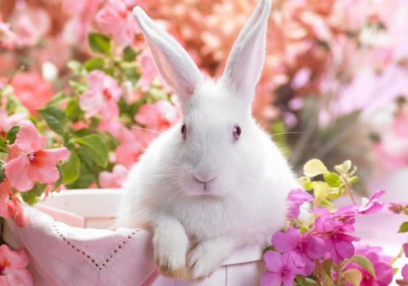 属兔女87年更佳婚配,87年属兔34岁有一劫2022