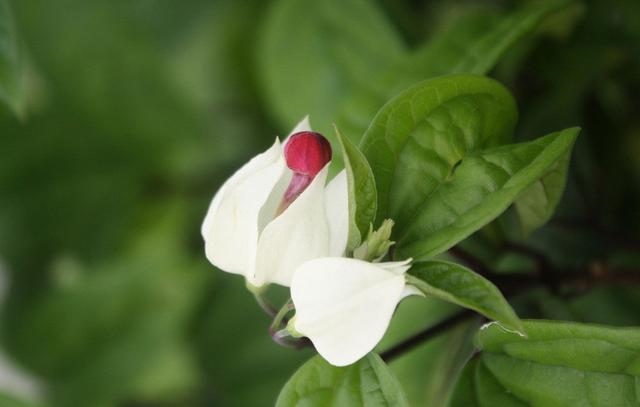 976属龙的幸运数字,属龙的吉祥数字是什么"