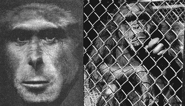 马和驴杂交是不是转基因，鸡蛋受精和没受精怎么区分