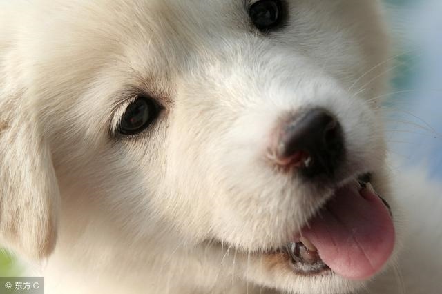 属狗人命里最苦的出生月份男，属狗的几月出生更好