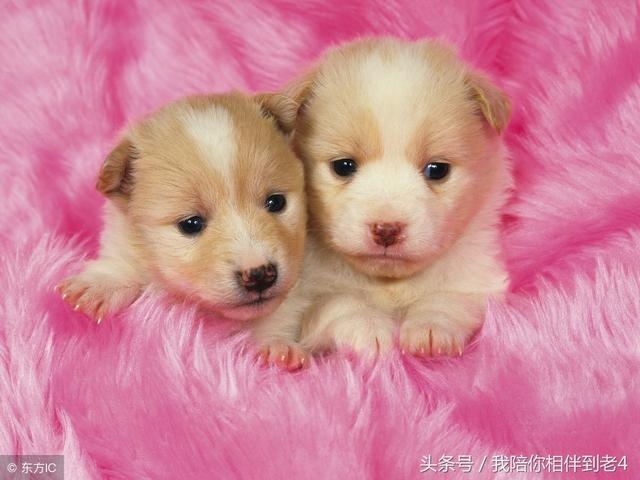 属虎属兔的幸运色，属龙的幸运色是什么颜色