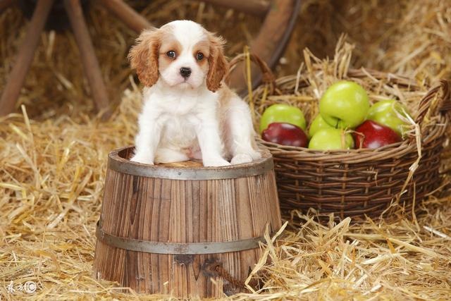 属龙的人好不好养狗，属龙的家里不能养狗