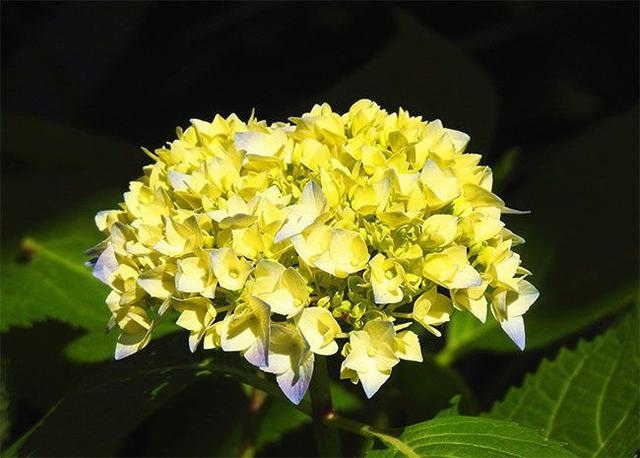 分手后悔的属蛇男，属蛇男愿意为你花钱