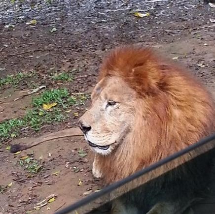 老虎的对头是什么动物,老虎的天敌是什么动物