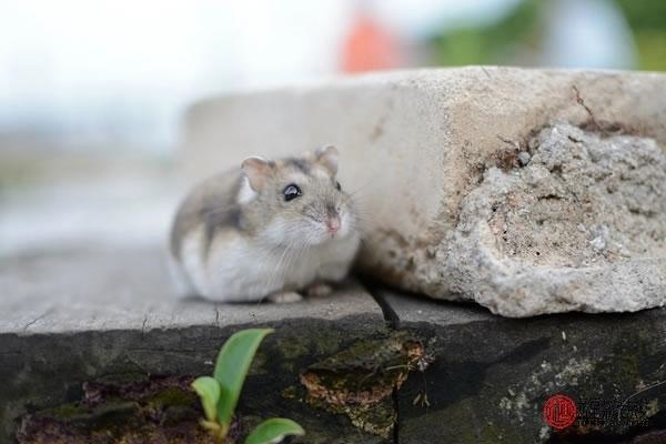 6年属鼠男一生婚姻运势，96年的鼠婚姻顺不顺利"