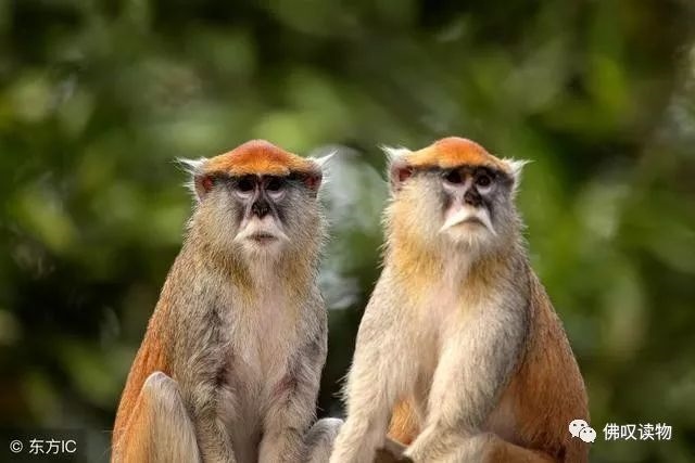 8年属猴女今天的财运如何,68属猴男2022