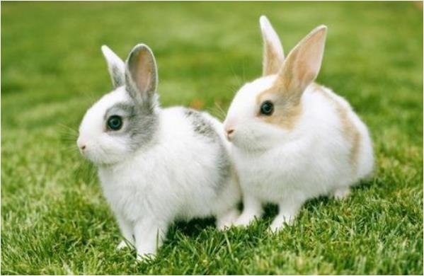 987年兔35岁每月财运,87属兔二次婚姻在几岁"