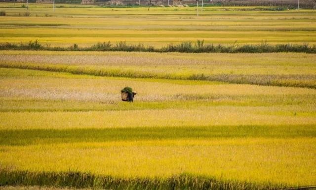 987年属兔吉祥色是什么颜色，属羊大忌颜色"