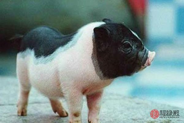 995猪与1999兔的婚姻,1997属牛的属相婚配表"