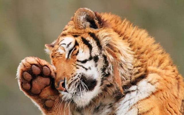 十二生肖属性大全对照表，十二生肖00后属性