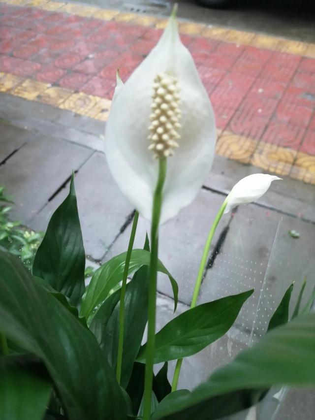 024年几月的龙更好，属龙最富贵的出生时辰"