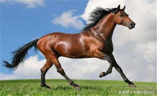 马跟马的婚姻能长久吗，马和马相配的婚姻好吗