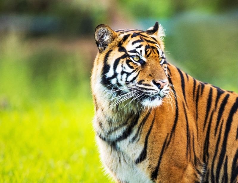 6年虎21年运势，1986年属虎男每月运势"