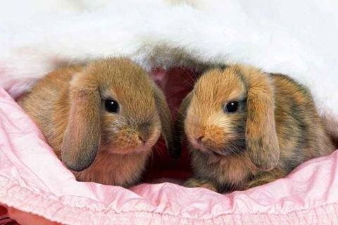 5年女兔更佳婚配属相,1975年属兔的更佳配偶"