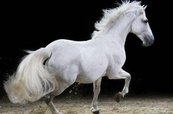 看看属马人今年的运气怎么样，1978年属马44岁运势