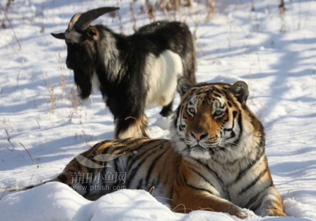 属虎男和属兔女婚姻，属虎男和属兔女的相冲吗