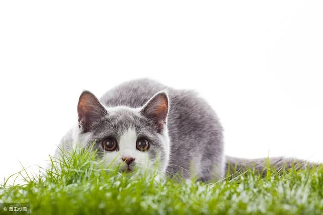 兔子年龄对照表年龄段，兔子生肖今年几岁