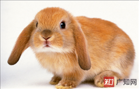 属兔的今年有多大年纪，1975属兔45岁以后运气