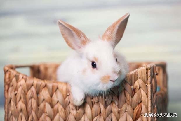 2月出生的兔子一生运势如何,十二月兔女的命运怎么样"