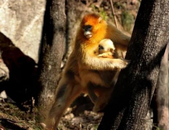 猴子是怎样交匹配的，猴子为什么一次只搞几下