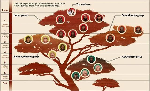 马是怎么交流配的多久时间，我要想看马怎样繁殖