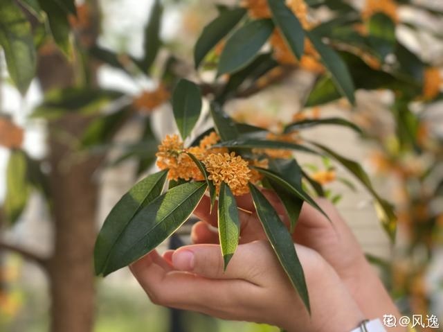 6年属龙一生三大劫难，属龙的比属猴的大几岁"