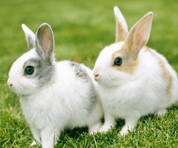 975年属兔女感情婚姻怎么样，1975年属兔女人2022