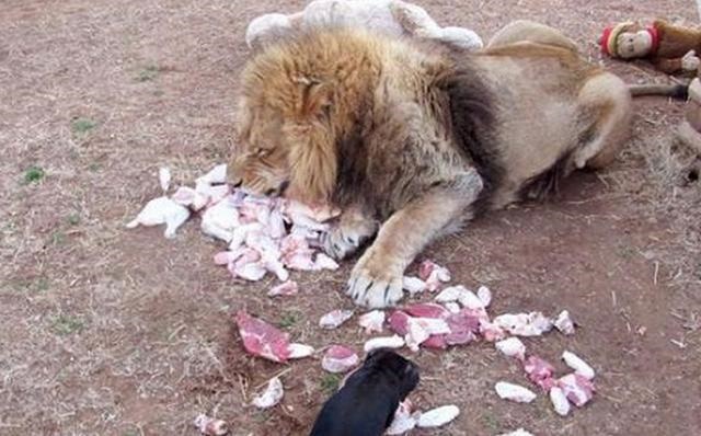 老虎的对头是什么动物,老虎的天敌是什么动物