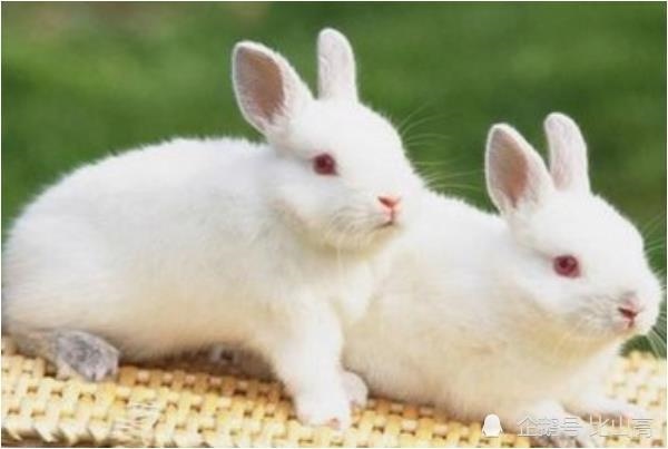 5年属兔的女几日出生的好，1975属兔人2022