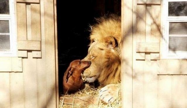 老虎的对头是什么动物,老虎的天敌是什么动物