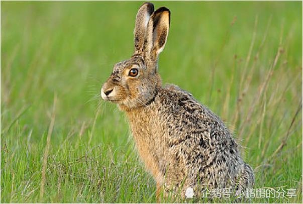 987属兔是什么命男，1975年属兔是什么命男"
