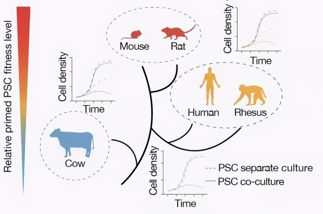 马是怎么交流配的多久时间，我要想看马怎样繁殖