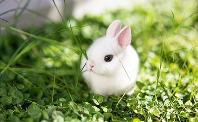 7年的属兔和什么配最合适呢，2022年4月19日是什么星座"